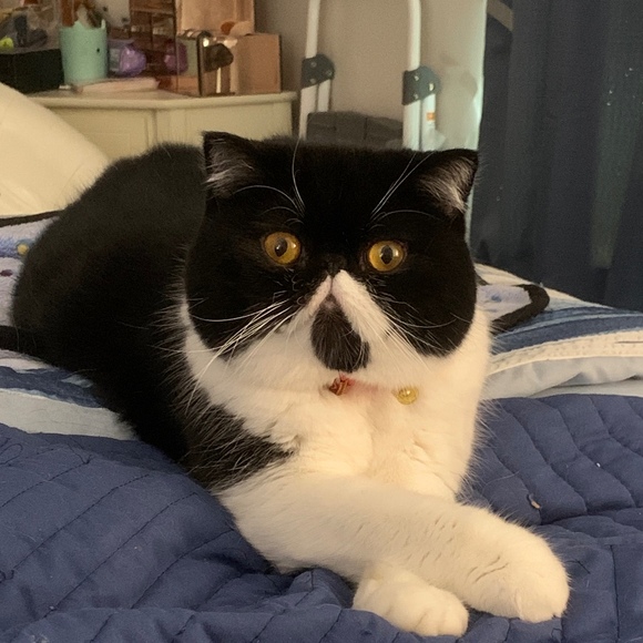 kittylover62